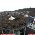 10_00-nest.jpg