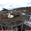 10_25-nest.jpg