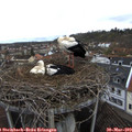 11_00-nest.jpg