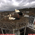 11_05-nest.jpg