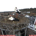 11_45-nest.jpg