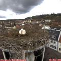 13_00-nest.jpg