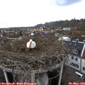 13_05-nest.jpg