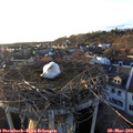 19_20-nest.jpg