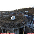 19_25-nest.jpg