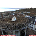 19_35-nest.jpg