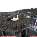 07_20-nest.jpg