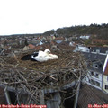 07_40-nest.jpg