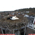 07_45-nest.jpg