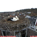 08_00-nest.jpg