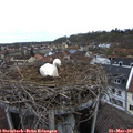 08_15-nest.jpg