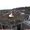 08_20-nest.jpg