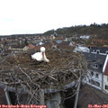 08_25-nest.jpg