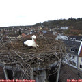08_30-nest.jpg