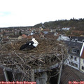 08_35-nest.jpg