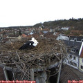 08_45-nest.jpg