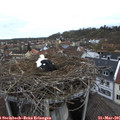 09_15-nest.jpg