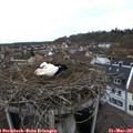 09_35-nest.jpg