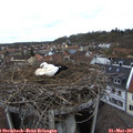 09_45-nest.jpg