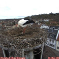 09_55-nest.jpg