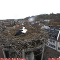11_15-nest.jpg