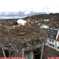 12_00-nest.jpg