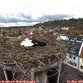12_05-nest.jpg