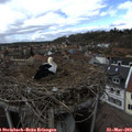 15_15-nest.jpg