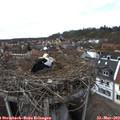 15_20-nest.jpg
