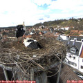 16_05-nest.jpg