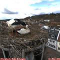 17_00-nest.jpg
