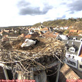 17_35-nest.jpg