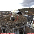 18_10-nest.jpg