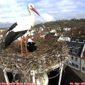 09_35-nest.jpg