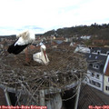 11_00-nest.jpg