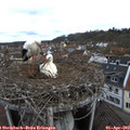 11_05-nest.jpg