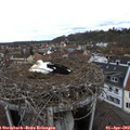 12_00-nest.jpg