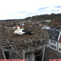 12_05-nest.jpg