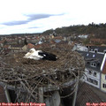 12_15-nest.jpg