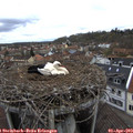 12_25-nest.jpg