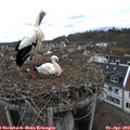 14_00-nest.jpg