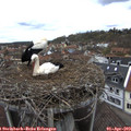 15_05-nest.jpg