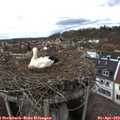15_25-nest.jpg