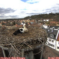 16_00-nest.jpg