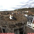 16_10-nest.jpg