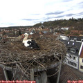 16_15-nest.jpg