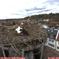 16_20-nest.jpg