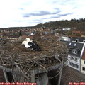 16_25-nest.jpg