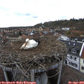 16_55-nest.jpg