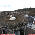 17_00-nest.jpg